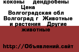 коконы    дендробены › Цена ­ 1 600 - Волгоградская обл., Волгоград г. Животные и растения » Другие животные   
